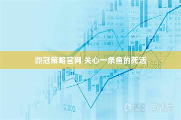 鼎冠策略官网 关心一条鱼的死活